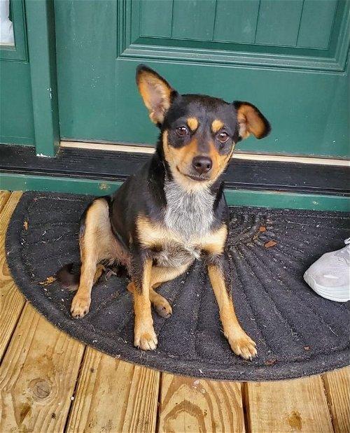 Adoptable Dogs & Puppies in Knoxville, TN