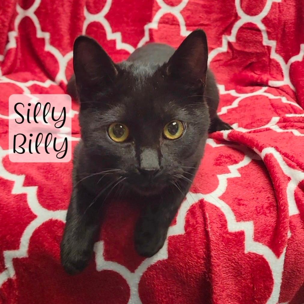 Silly Billy 