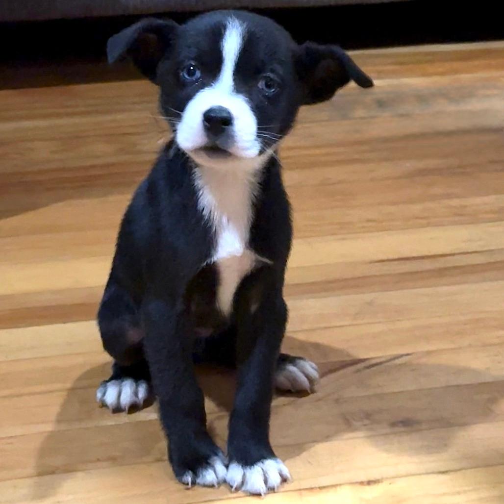 NY Piper (Foster in Carmel)