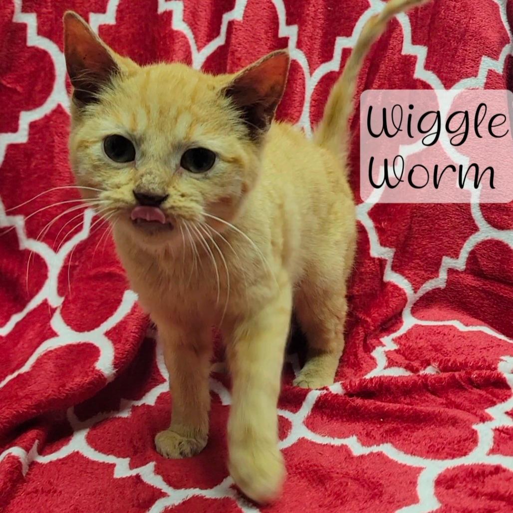 Wiggle Worm 