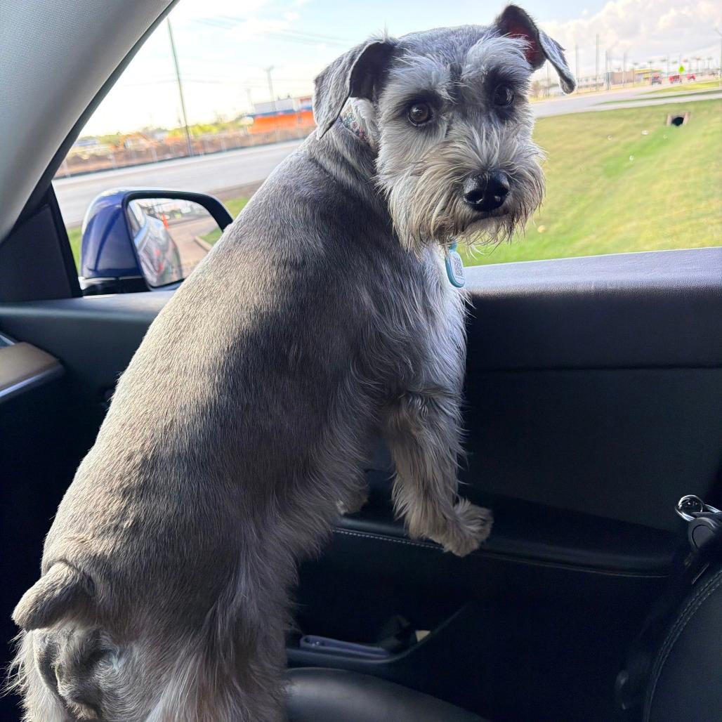 Scheana Dustie- Chai