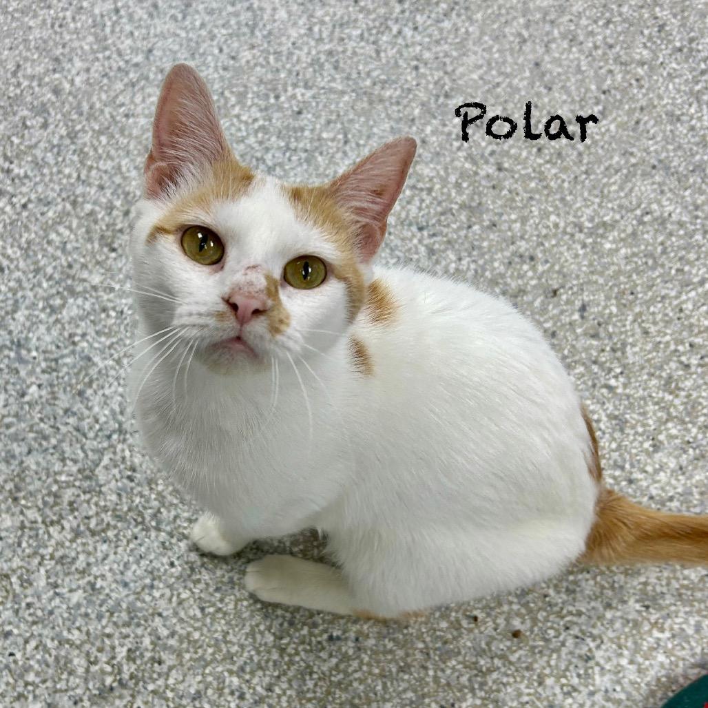 Polar