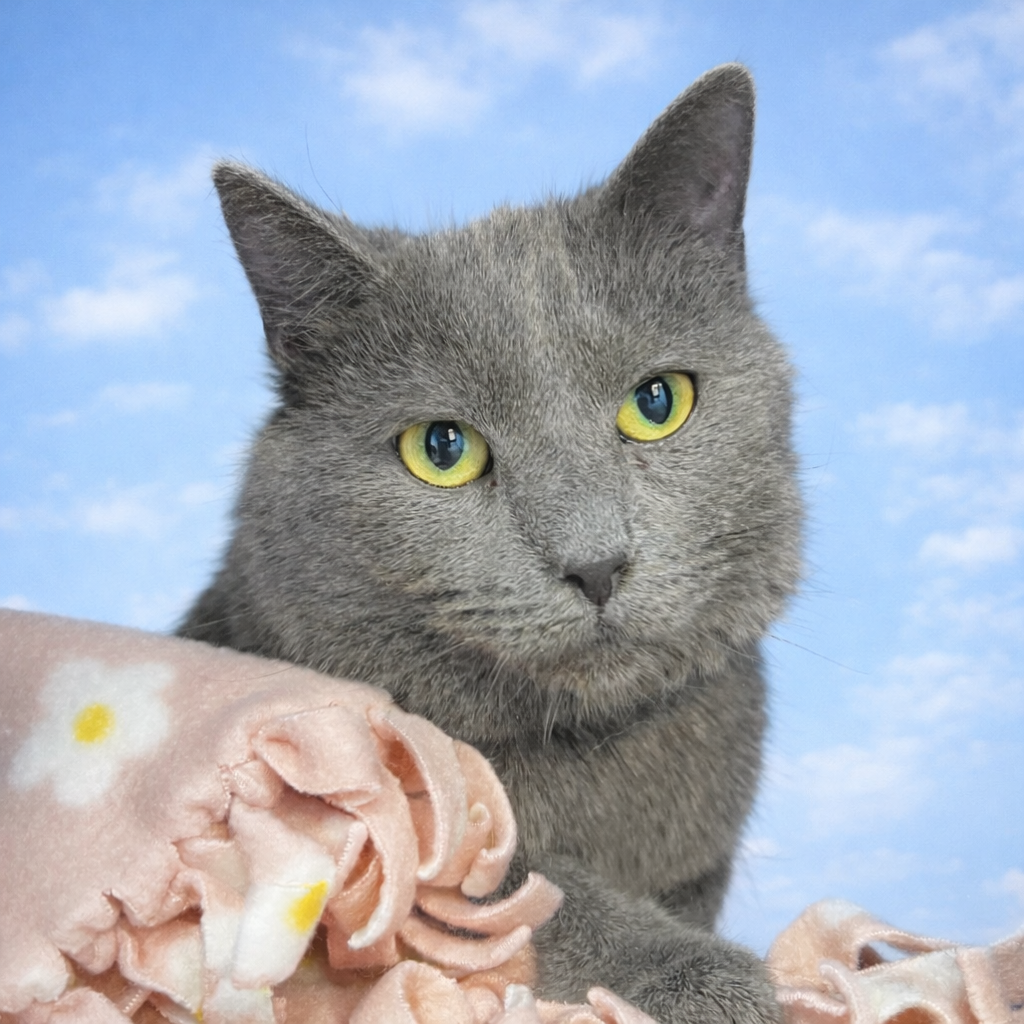 Adoptable Manx Cats | Chewy.com, image size:1024x1024