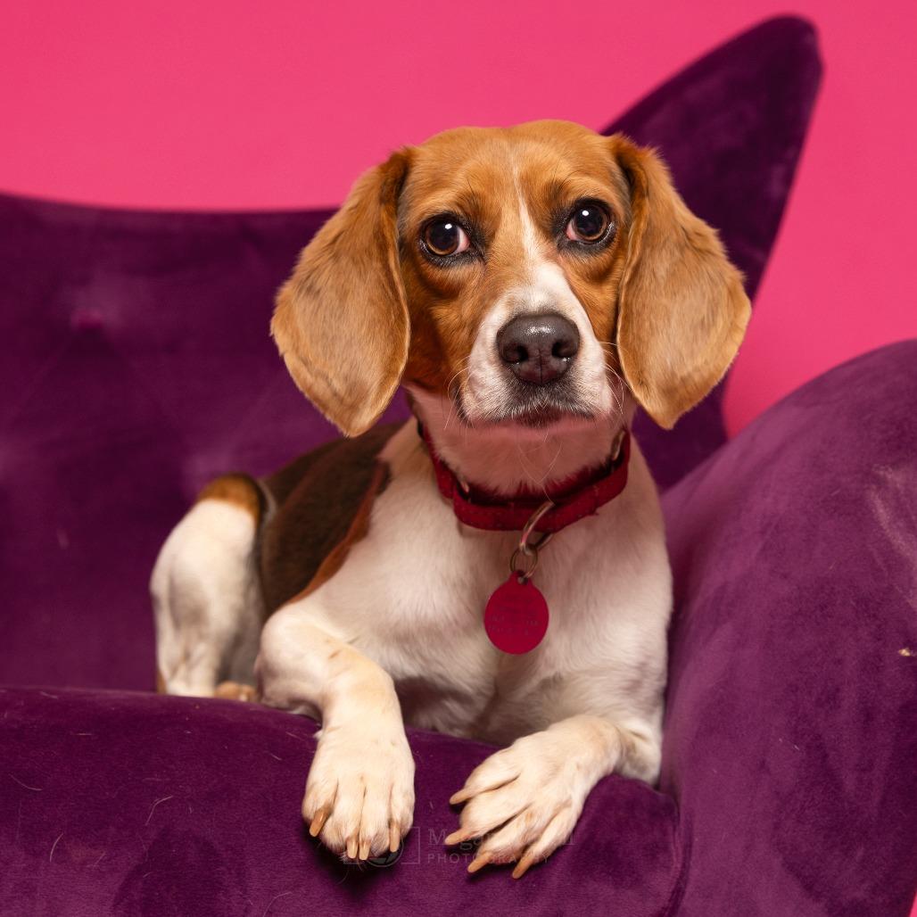 Beagle: The Friendly and Curious Family Companion, image size:1028x1028