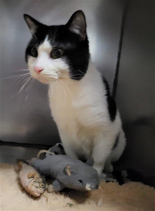 Adoptable Cats & Kittens in Syracuse, NY