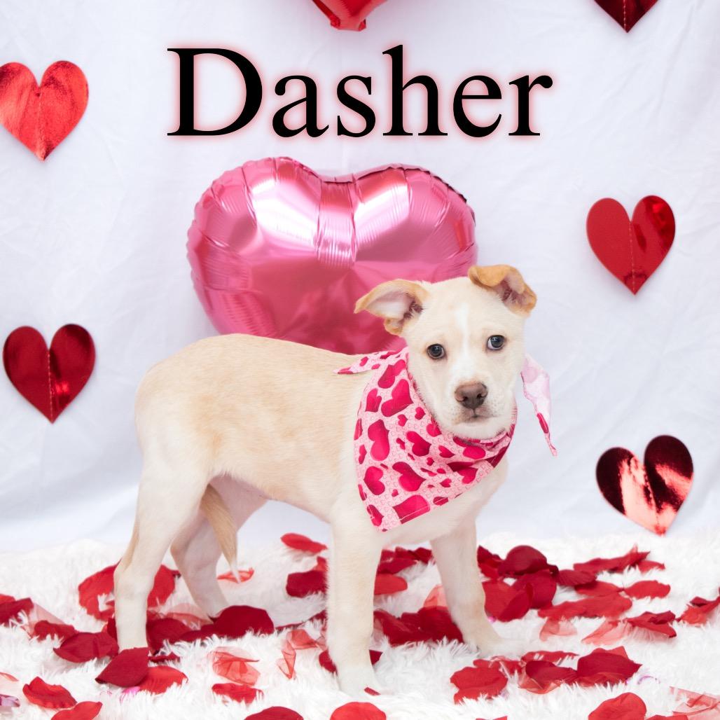 Dasher