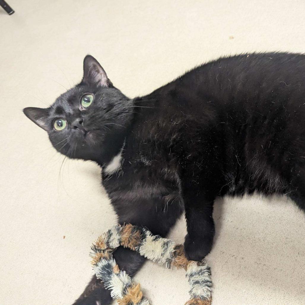 25-183 Luna (w Birch)