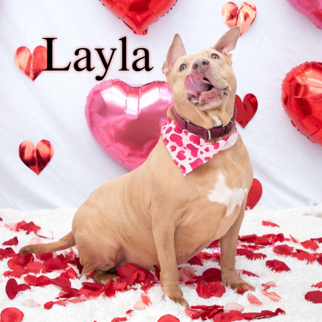 Layla