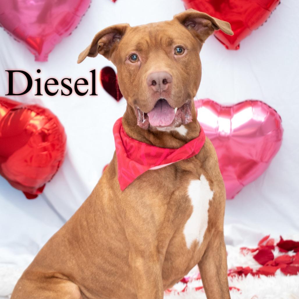 Diesel 