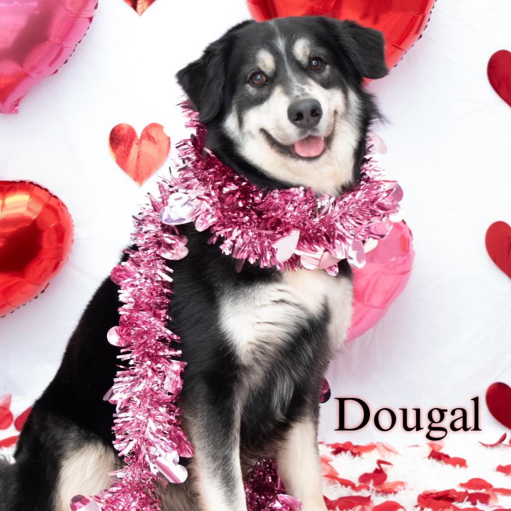 Dougal 