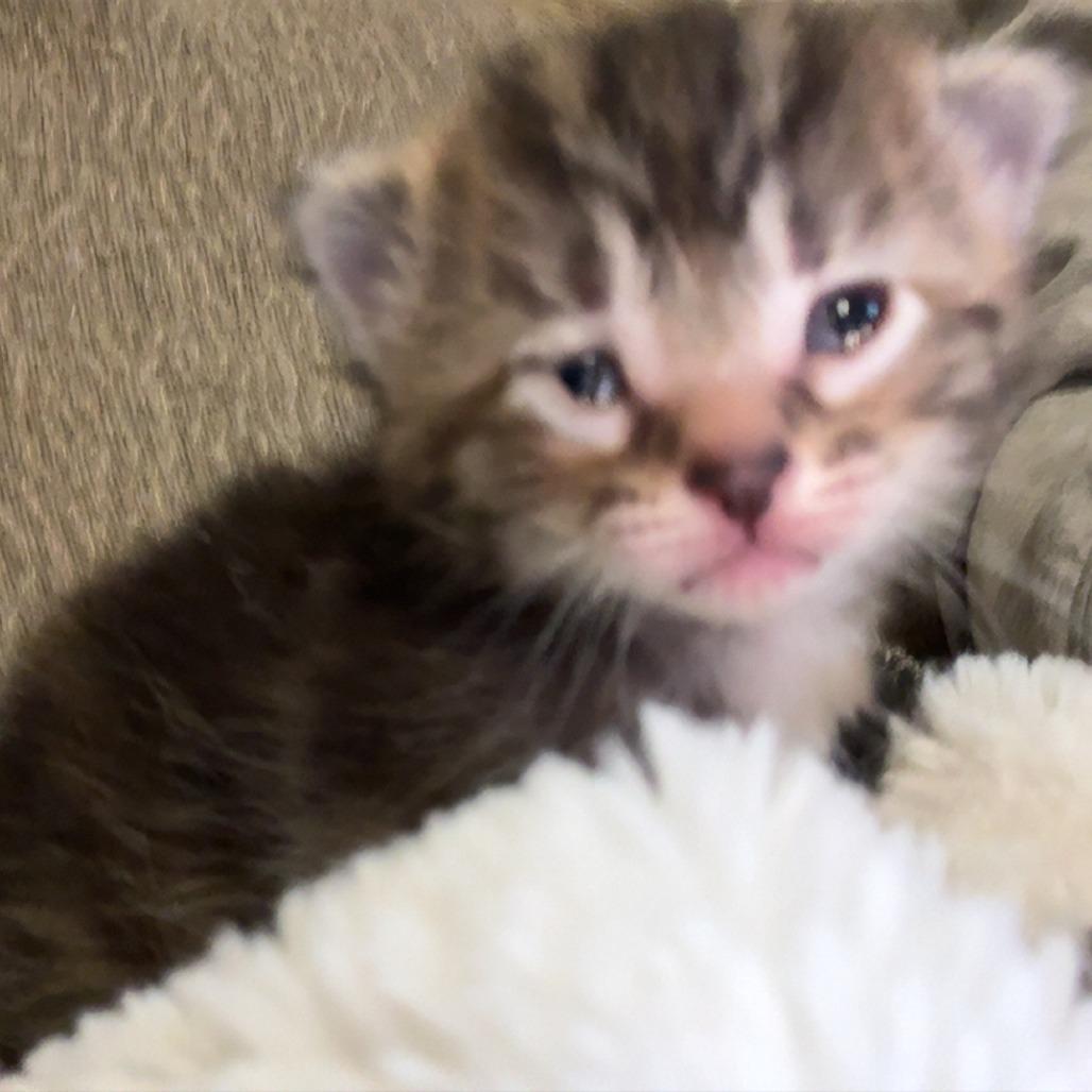 Jane Hopper (Eleven)