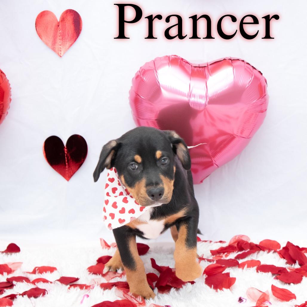 Prancer