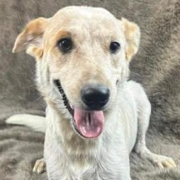 11 (2026) Mama Cinnamon