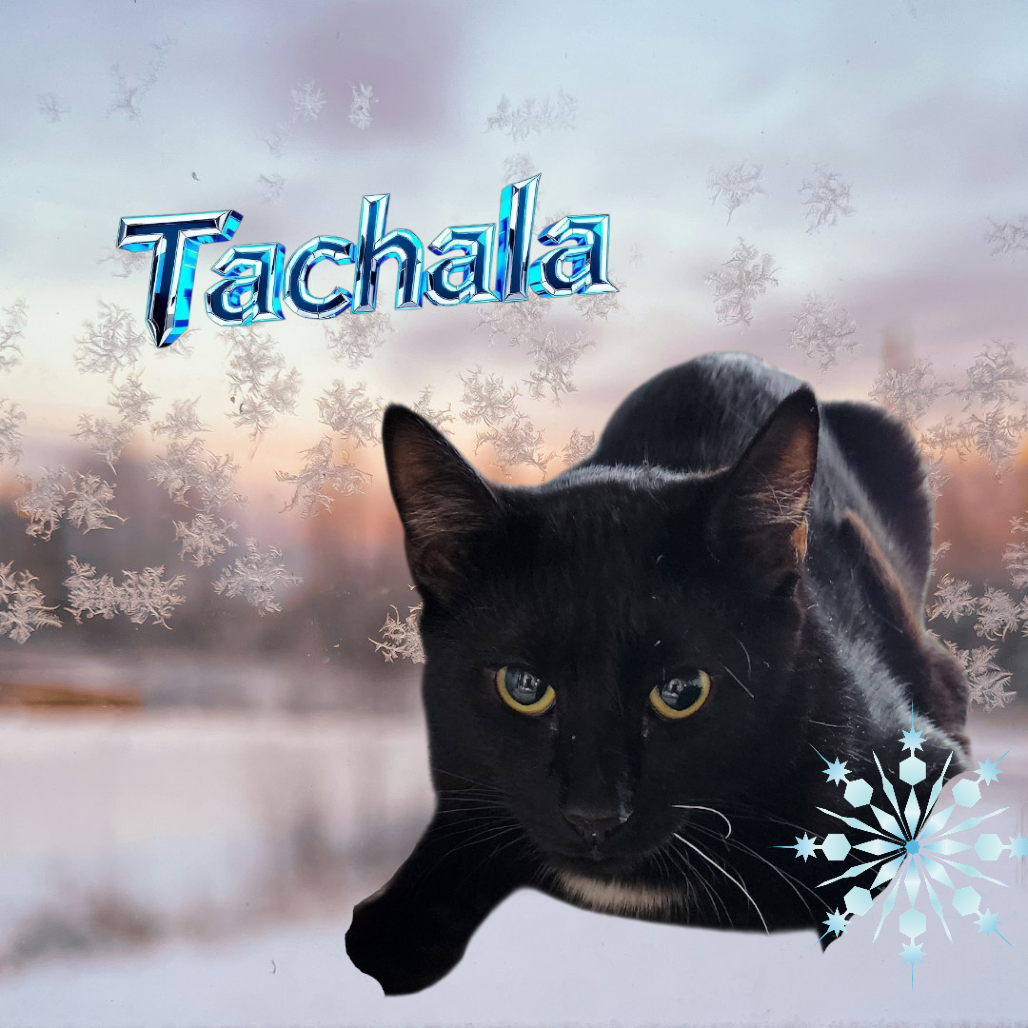 Tachala