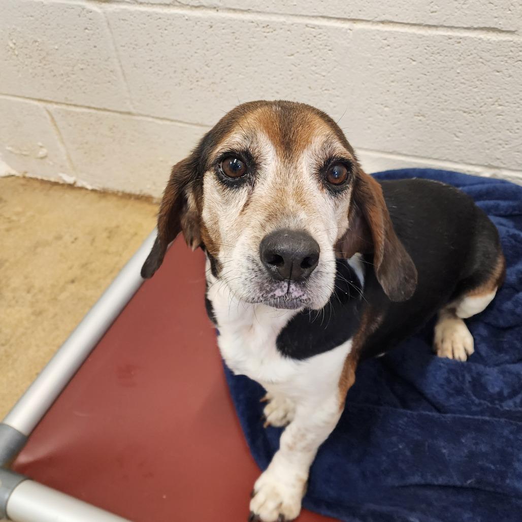 All About Beagles and Their Incredible Sense of Smell - PetHelpful, image size:1028x1028