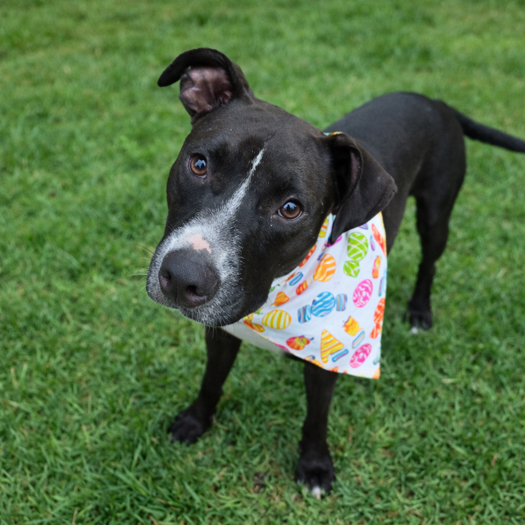 Candy (Reduced Rover)