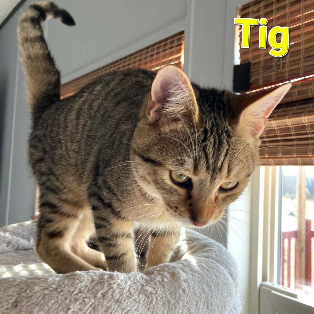 Tig