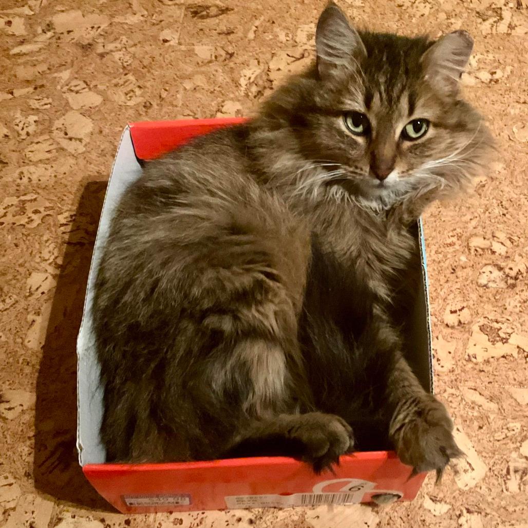Mama Fluffball