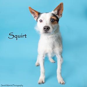 Squirt