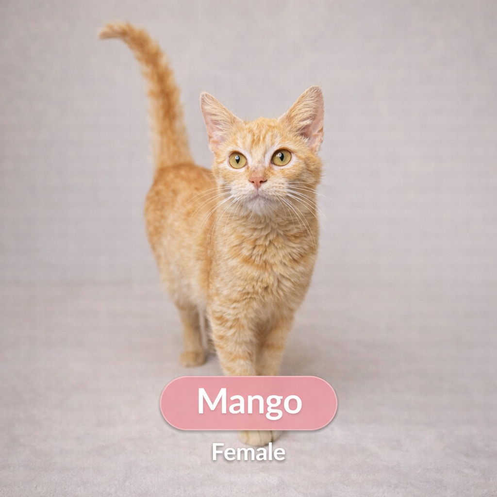 Mango