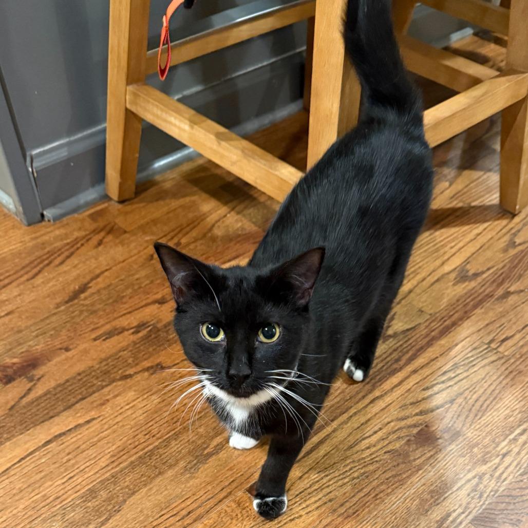 Lover (The Swifties)