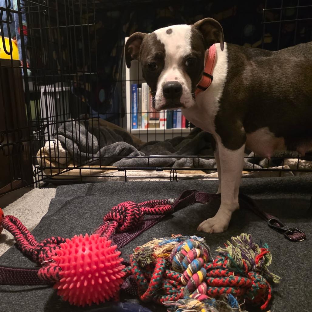 Boston (Formally Noel)