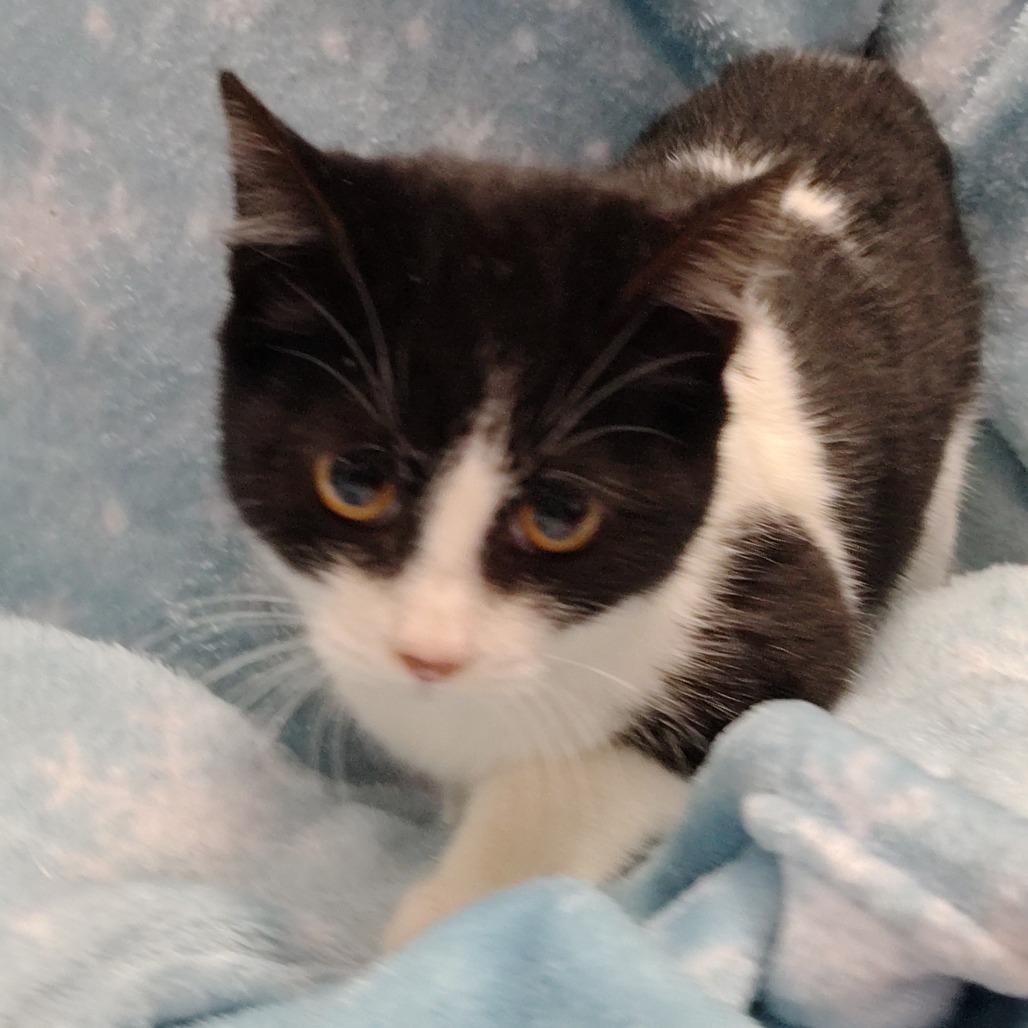 Gilmore/sparkly collar 