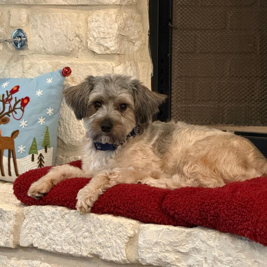 Snickers Charlie (San Antonio)