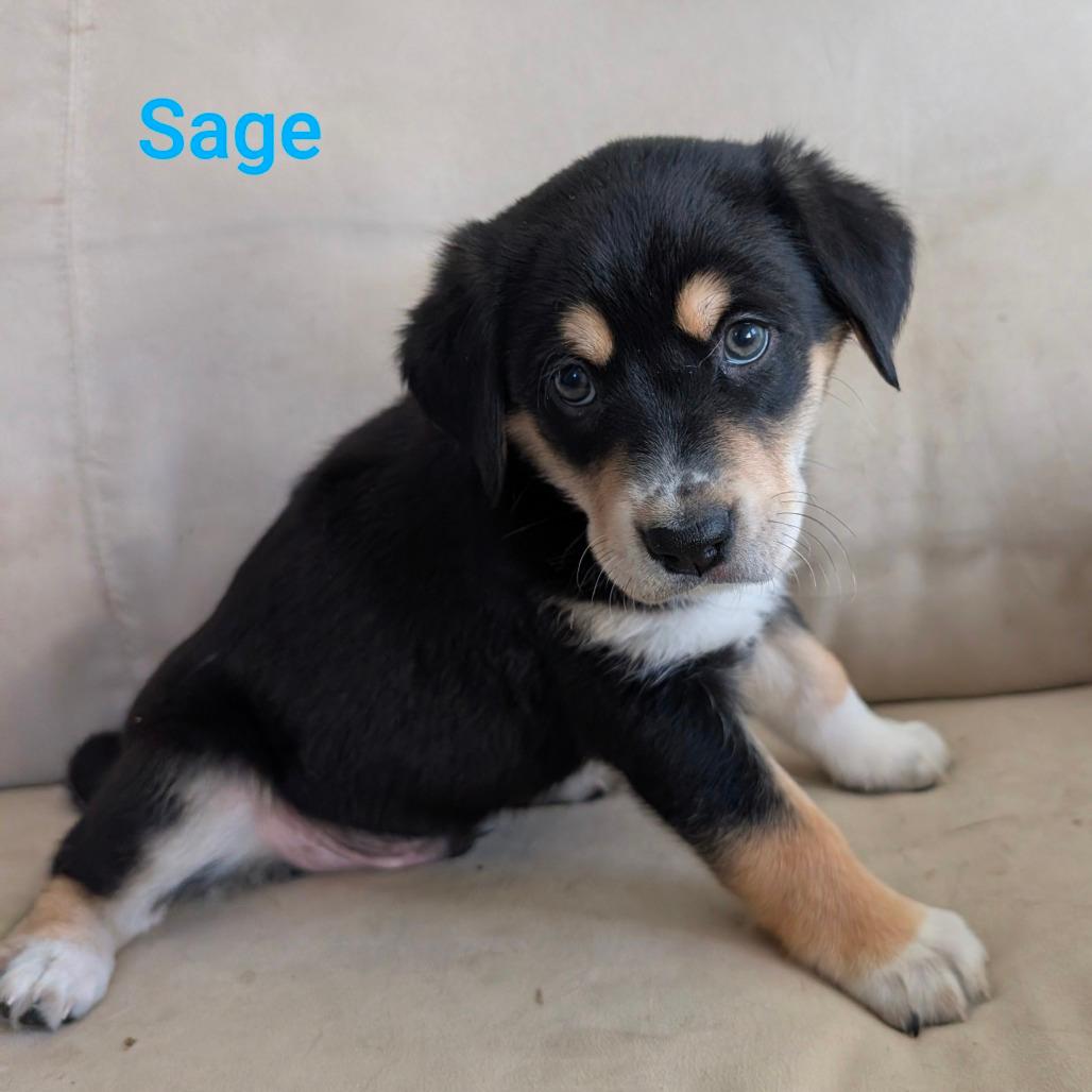 Sage