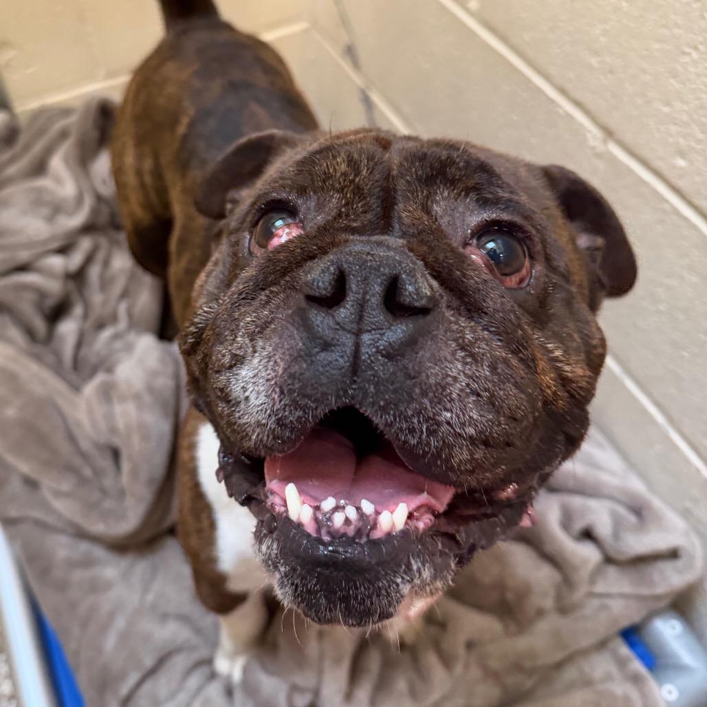 Kane-*50% OFF*-In Foster- See My Video!