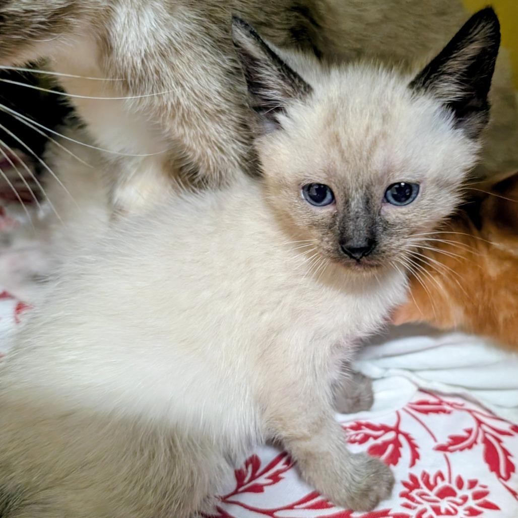 Feline Fine in the New Year