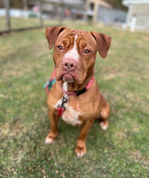 Are Pitbulls Allowed In Pennsylvania