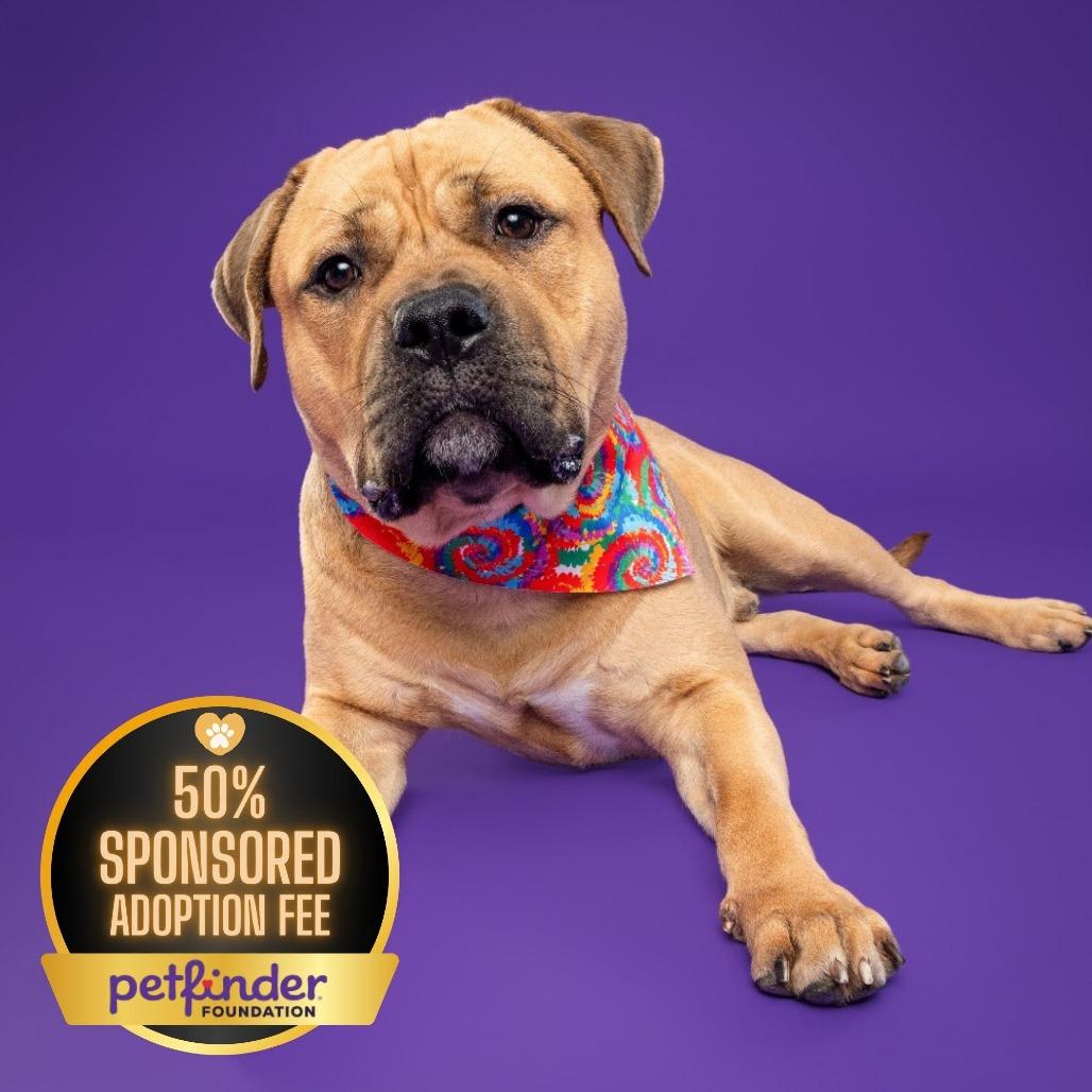 Piper AKA Tobias Squishmallow III