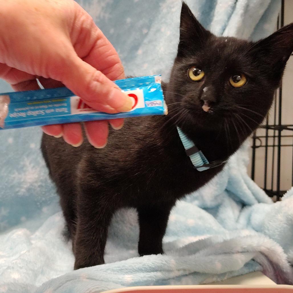 Mister Peabody/Teal Collar