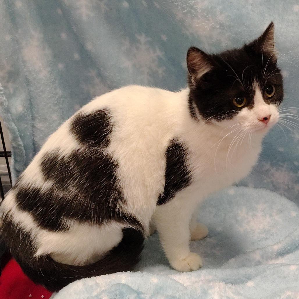 Phoenix/Cheetah collar