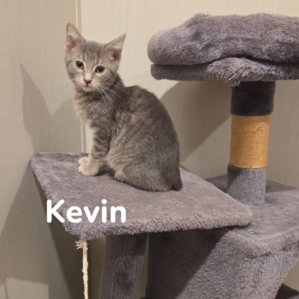 Kevin