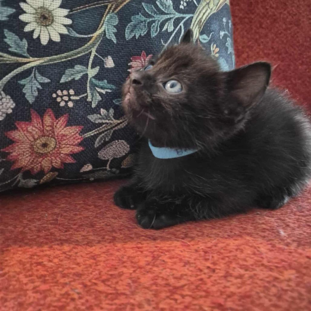 Hershey (Blue Collar)