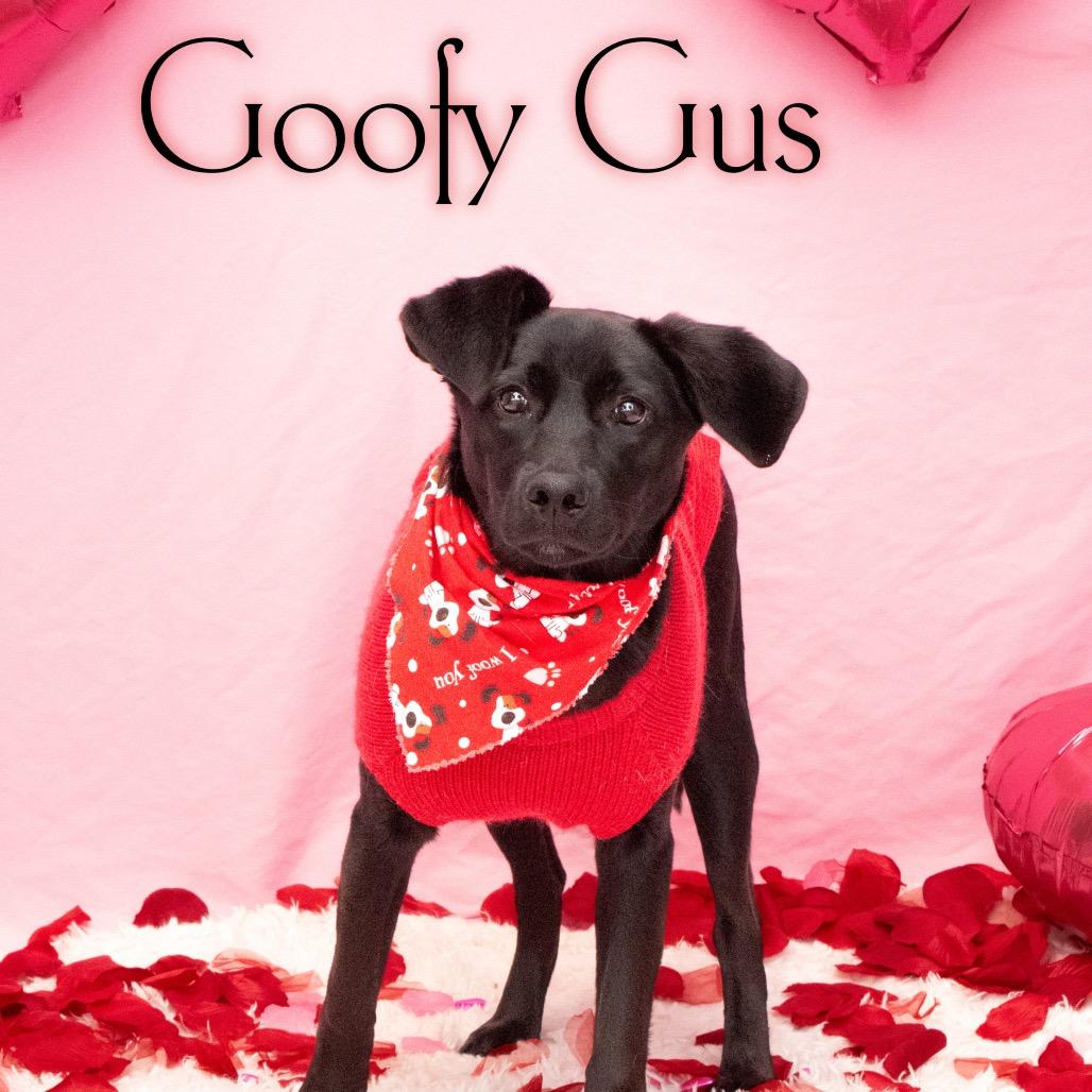 Goofy Gus