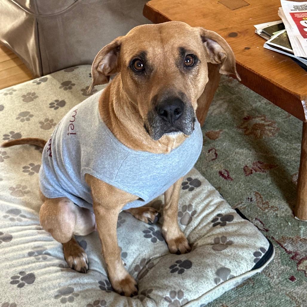 Callie (adoptable soon)