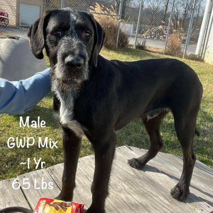 Henry (NEEDS FOSTER Salem, Virginia)