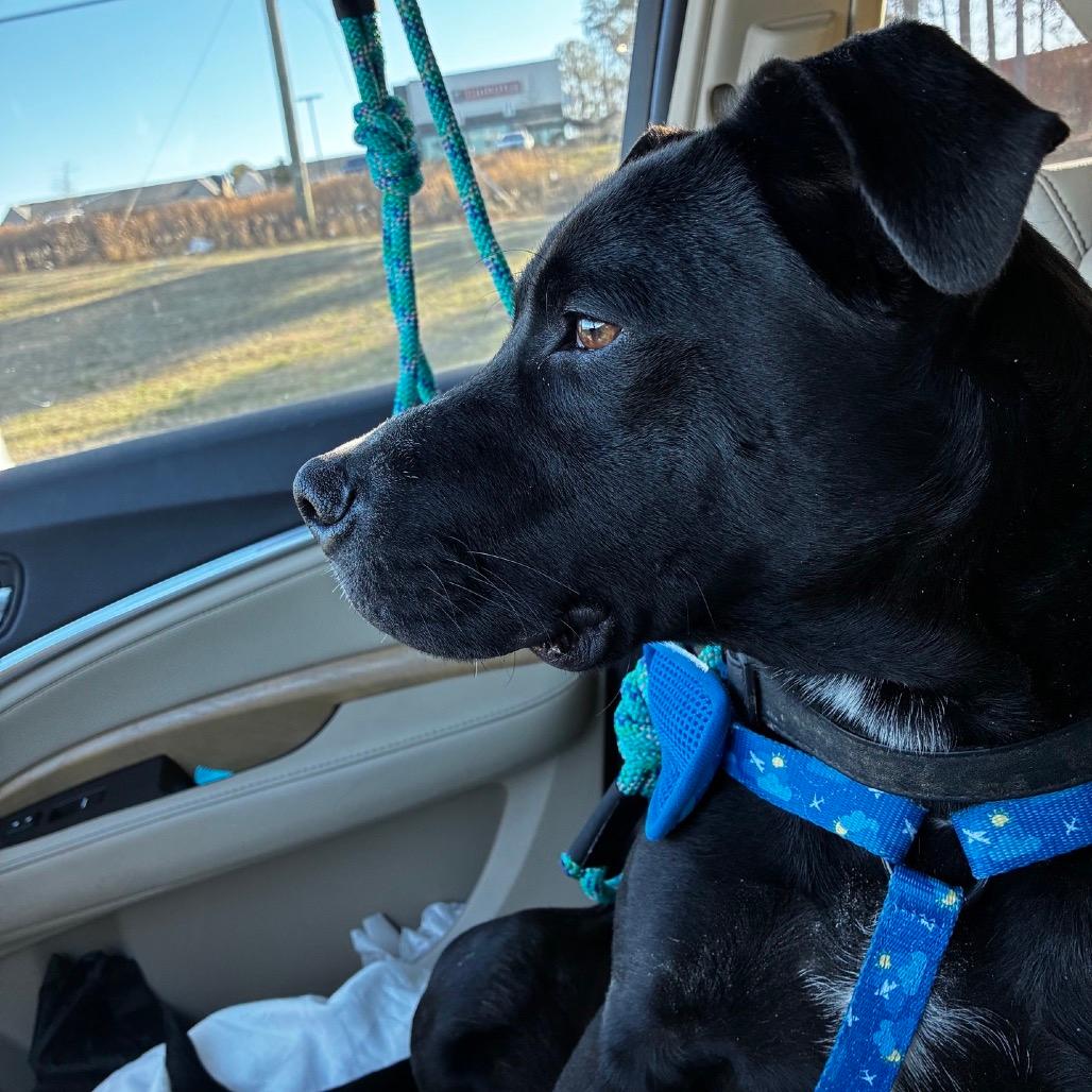 Rio (Adoption Fee Sponsored!)