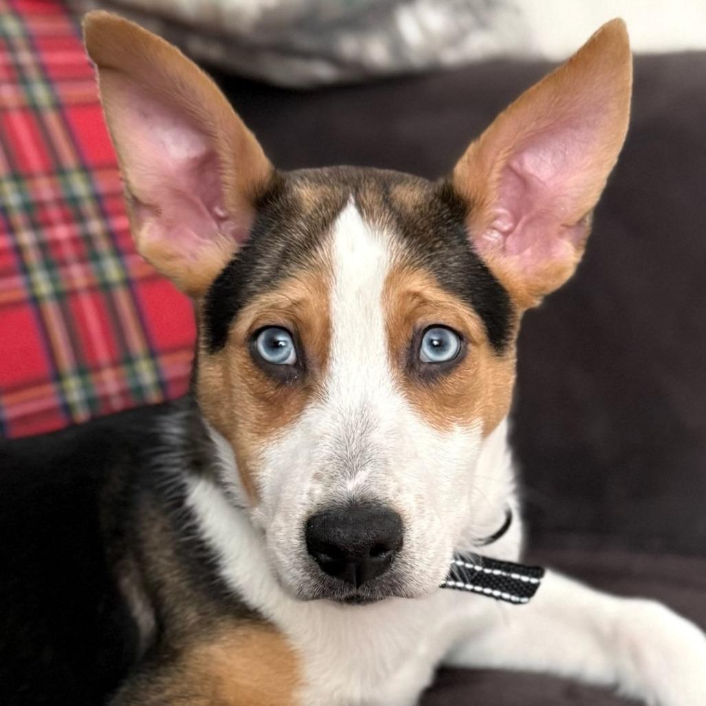 Rocky (adoptable soon!)