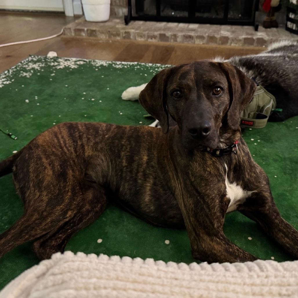 Lilly (Adoption Fee-SPONSORED!) In Foster