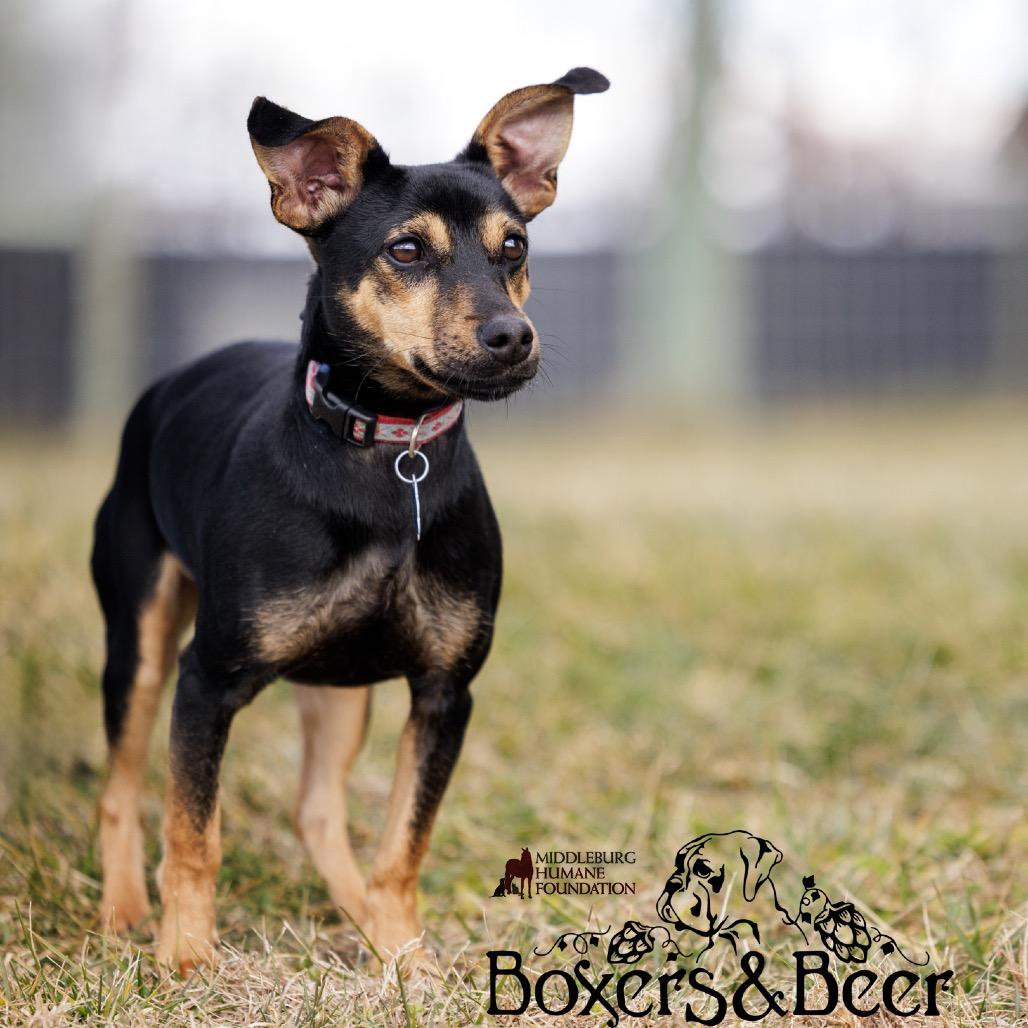 Woodstock (In Foster)