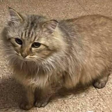 Ginger now Leo (26-285)