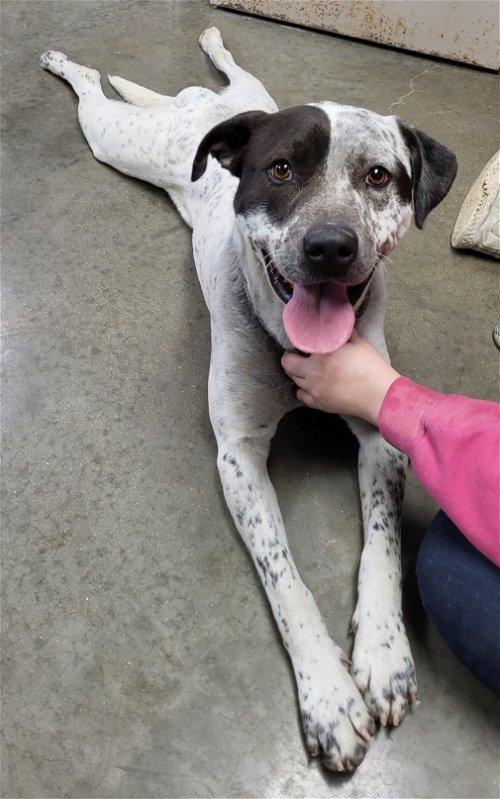 Adoptable Dogs & Puppies in Syracuse, NY