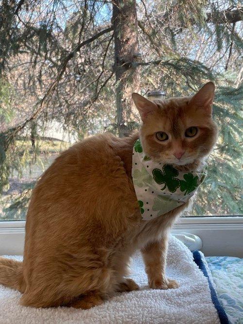 Adoptable Cats & Kittens in Kalamazoo, MI