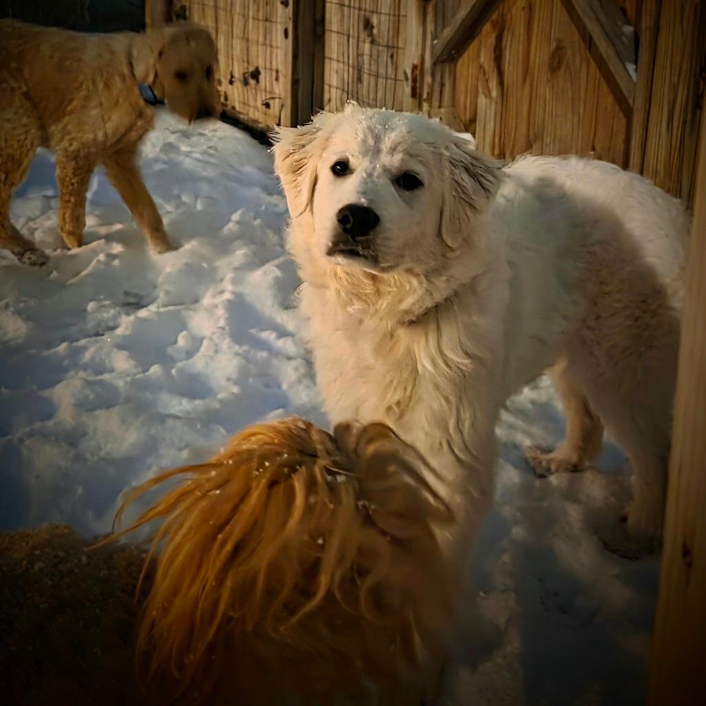 NY Polar (Foster in Crompond)