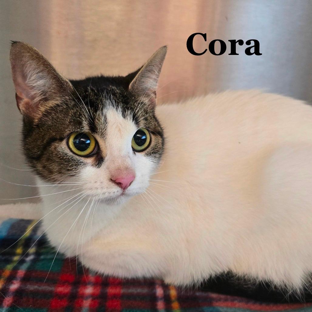 Cora