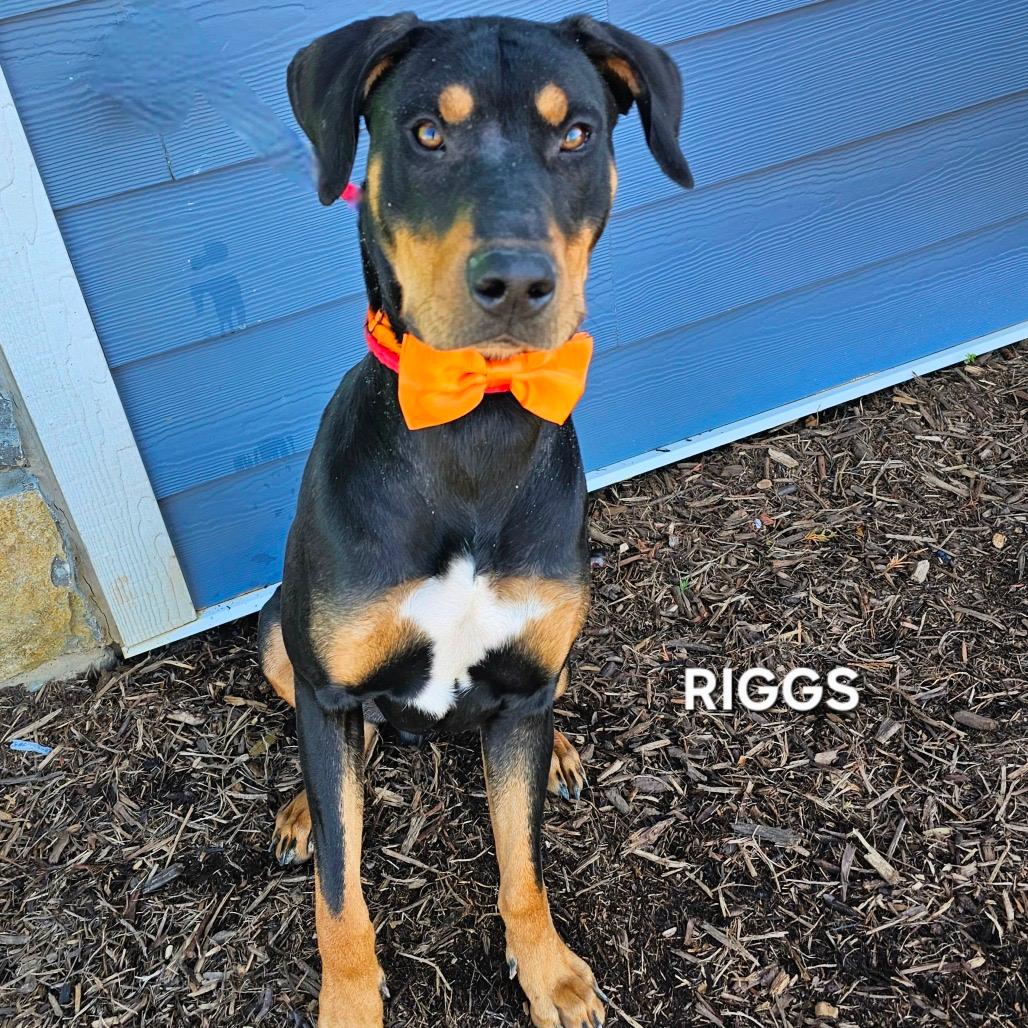 Riggs (Rocky)